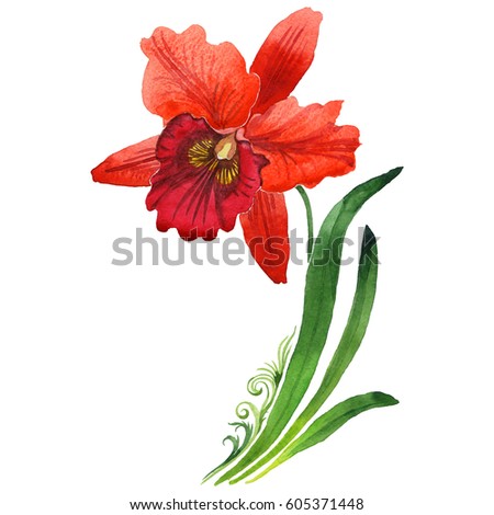 Wildflower orchid flower in a watercolor style isolated. Aquarelle wild flower for background, texture, wrapper pattern, frame or border.