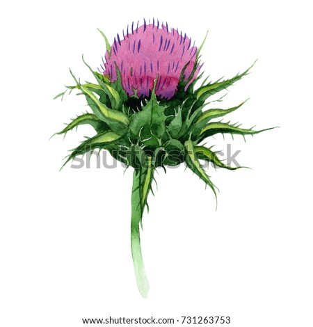 Thistle Stock Images, Royalty-Free Images & Vectors | Shutterstock