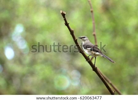 mockingbird stock images royalty free images vectors mockingbird stock images royalty free images vectors