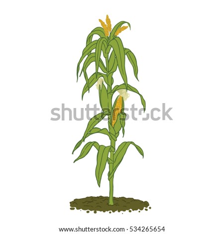 Healthy mature corn plant with plenty of leafs and cobs ready for harvest - zea mais, colored line drawing