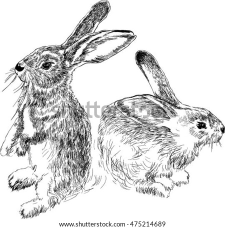 Rabbits Black White Drawing Stock Vector 475214689 - Shutterstock