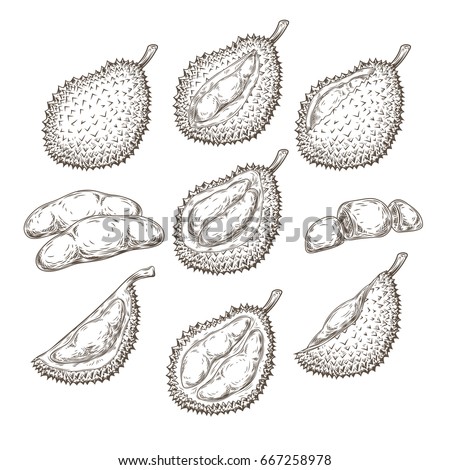 Set of vector illustrations, icons of a durian fruit whole and peeled in an engraving style isolated on a white background. Print, template, design element
