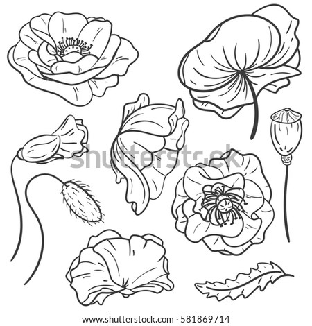 Poppy Outline Stock Images, Royalty-Free Images & Vectors | Shutterstock