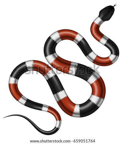 Coral snake vector illustration. Isolated tropical serpent on white background.