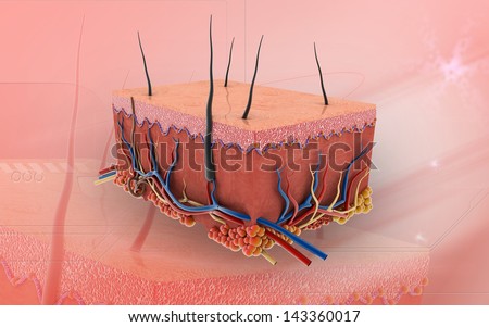 epidermis stock photo images 1 157 epidermis royalty free images and photography available to human skin layers stock images royalty free images vectors epidermis stock photo images 1 157 epidermis royalty free images and photography available to human skin layers stock images royalty free images vectors
