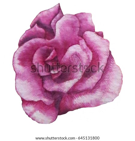 Rose Flower Stock Images, Royalty-Free Images & Vectors | Shutterstock