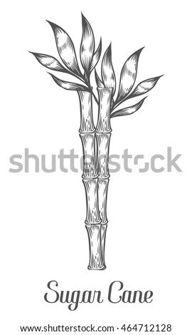 Sugar Cane Stock Images, Royalty-Free Images & Vectors | Shutterstock