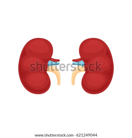 Vector Kidney Stock Vector 29495533 - Shutterstock