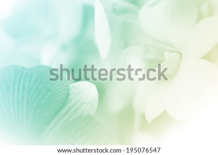sweet color orchids in soft style for background