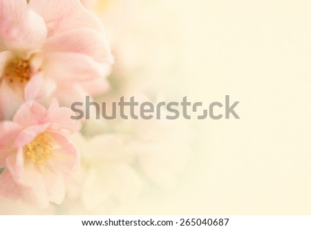 sweet color roses flower in soft and blur style on mulberry paper texture