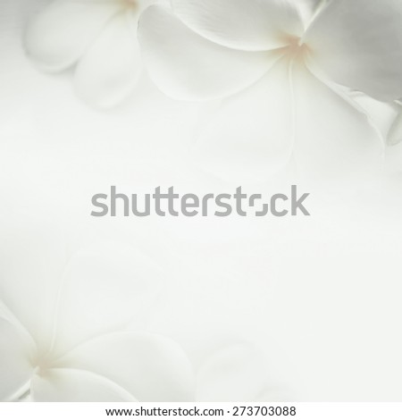 frangipani (plumeria) and sweet flowers in soft color and blur style for background