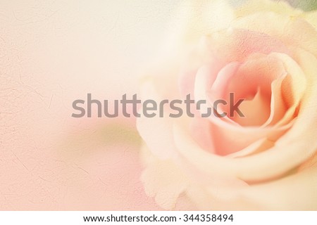 sweet color roses in soft color for flora background