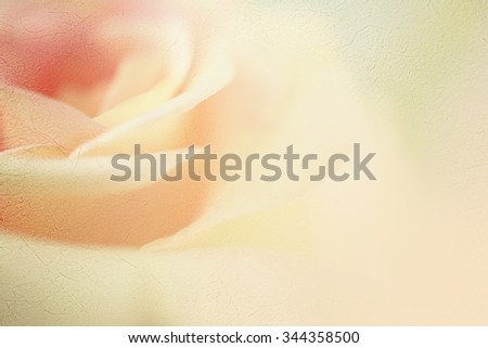 sweet color roses in soft color for flora background