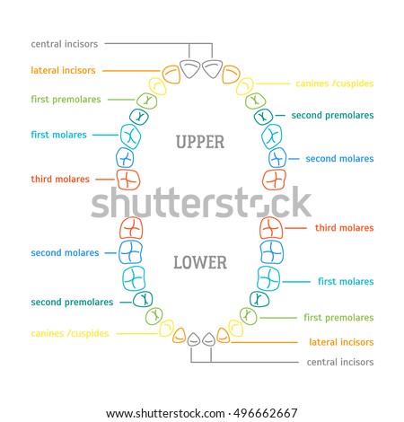 Lateral Incisor Stock Images, Royalty-Free Images & Vectors | Shutterstock