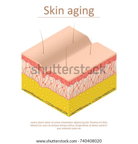 epidermis stock photo images 1 157 epidermis royalty free images and photography available to epidermis stock images royalty free images vectors epidermis stock photo images 1 157 epidermis royalty free images and photography available to epidermis stock images royalty free images vectors
