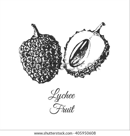 vector lychee fruit hand drawn illustration. lychee sketch drawing. exotic tropical fruit