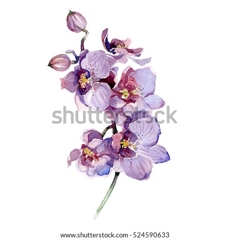 Watercolor orchid bouquet isolated on white background.