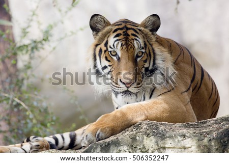 close up face tiger