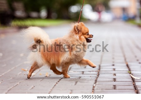 Pomeranian Stock Images, Royalty-Free Images & Vectors | Shutterstock