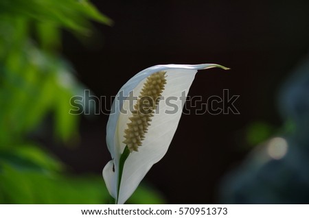 Angiosperm Stock Photos Royalty-Free Images Vectors