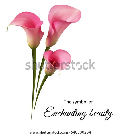 Calla Stock Images, Royalty-Free Images & Vectors | Shutterstock