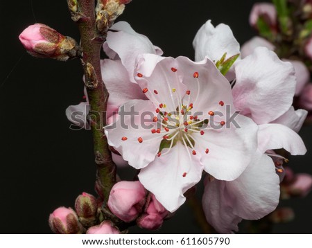 Spring flowers series, macro of beautiful peach flowers isolated on gray background, focused on the red stamen.