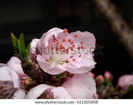 Spring flowers series, macro of beautiful peach flowers isolated on gray background, focused on the red stamen.