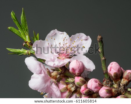 Spring flowers series, macro of beautiful peach flowers isolated on gray background, focused on the red stamen.