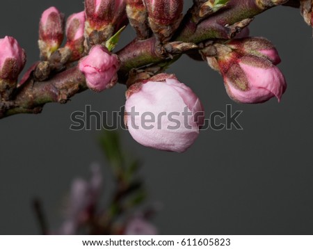Spring flowers series, macro of beautiful peach flowers isolated on gray background, focused on the red stamen.