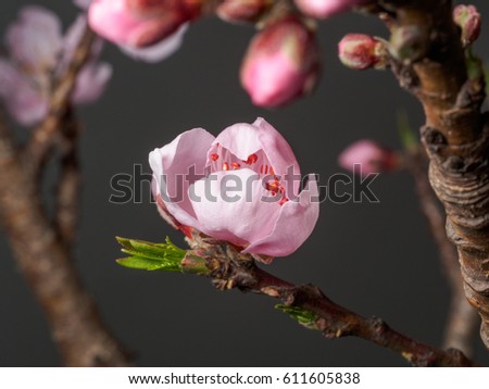 Spring flowers series, macro of beautiful peach flowers isolated on gray background, focused on the red stamen.