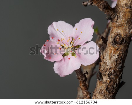 Spring flowers series, macro of beautiful peach flowers isolated on gray background, focused on the red stamen.