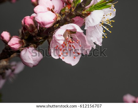 Spring flowers series, macro of beautiful peach flowers isolated on gray background, focused on the red stamen.