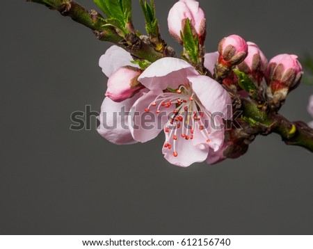 Spring flowers series, macro of beautiful peach flowers isolated on gray background, focused on the red stamen.