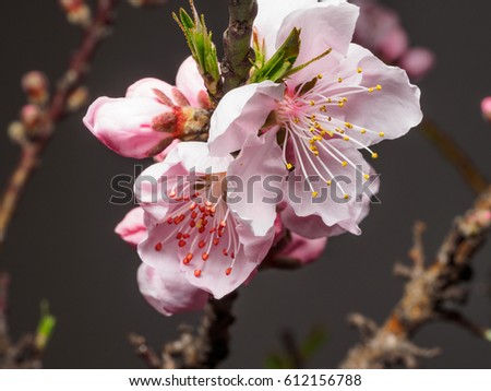 Spring flowers series, macro of beautiful peach flowers isolated on gray background, focused on the red stamen.