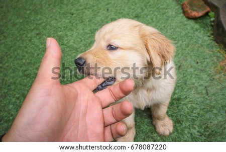 golden retriever bite puppy biting stock images royalty free images vectors golden retriever bite puppy biting stock images royalty free images vectors