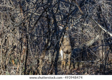 stock-photo-trophy-white-tail-buck-camouflaged-in-the-thick-bushes-493948474.jpg