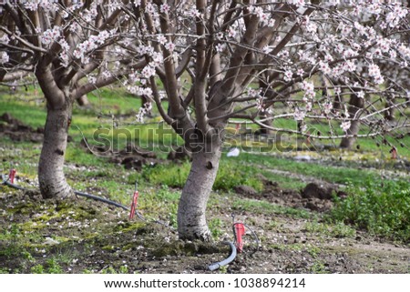 Irrigation system on almond trees, Bakersfield, CA.