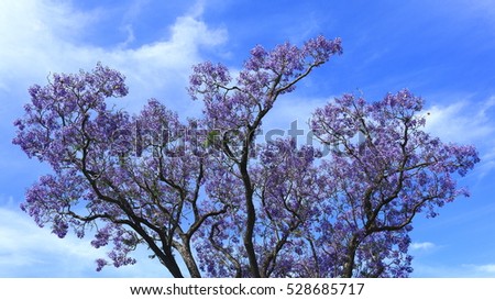 Jacaranda Tree Stock Images, Royalty-Free Images & Vectors | Shutterstock