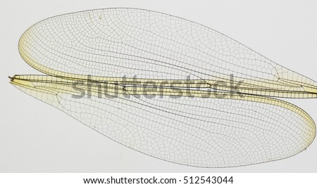 Dragonfly Wings Stock Images, Royalty-Free Images & Vectors | Shutterstock