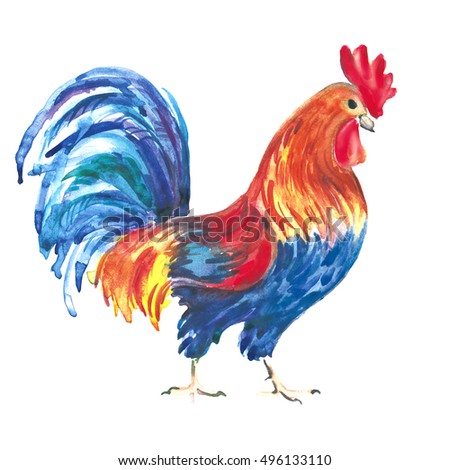 Download Watercolor Rooster Hand Drawn Isolated Illustration Stock ...