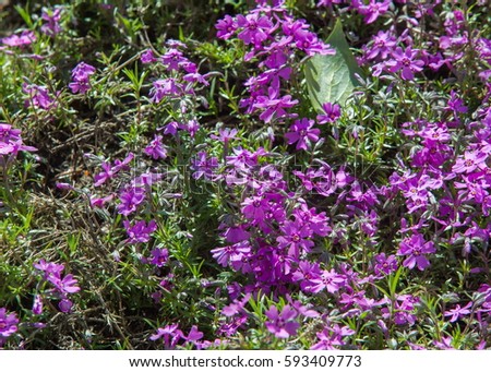 Ericales Stock Images Royalty-Free Images Vectors Shutterstock