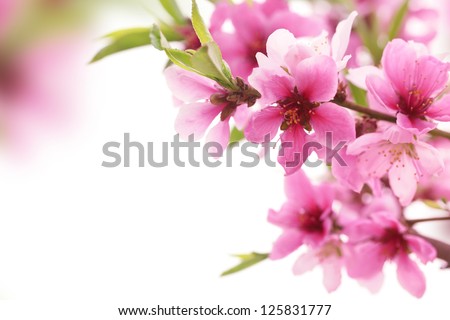 Spring blossom on white background