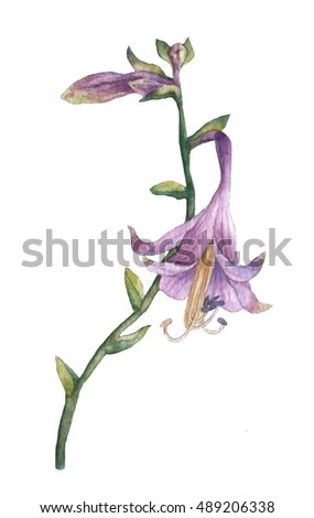 Asparagaceae Stock Images Royalty-Free Images Vectors 