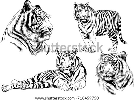 Tiger Drawn Ink Hands Predator Tattoo Stock Vector 708346276 - Shutterstock