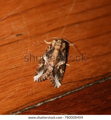 Cutworms Stock Images, Royalty-Free Images & Vectors | Shutterstock