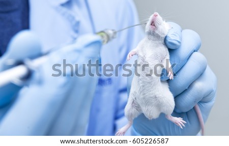 Injection In Mouse Stock Images, Royalty-Free Images & Vectors ...