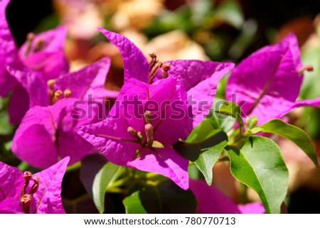 Bougainvillea Stock Images, Royalty-Free Images & Vectors | Shutterstock