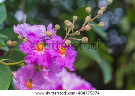 TỨ TUYỆT HOA - Page 33 Stock-photo-lagerstroemia-calyculata-kurz-purple-flowers-select-focus-with-shallow-depth-of-field-ideal-use-for-404775874