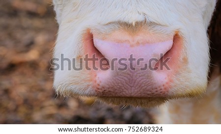 Closeup Sheep Nose Stock Photo 1370737 - Shutterstock