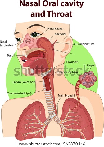 Nasal And Oral Cavities 43